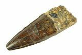 Fossil Spinosaurus Tooth - Real Dinosaur Tooth #346765-1